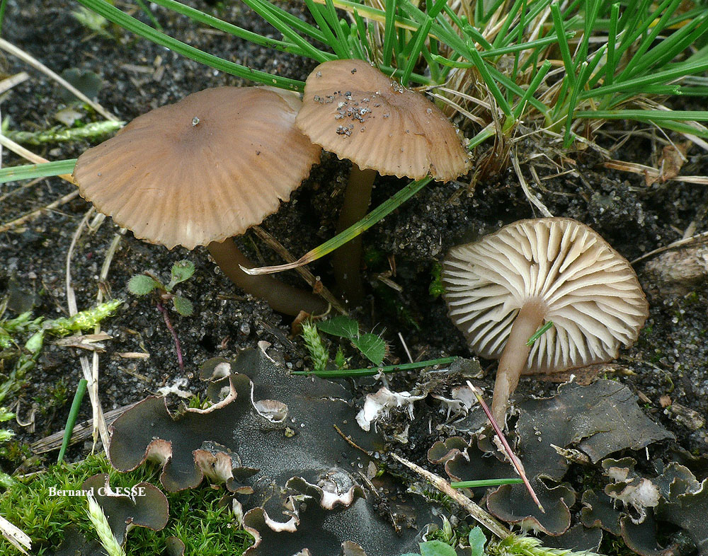 Gamundia_striatula__BC_Rocroi__S10.jpg