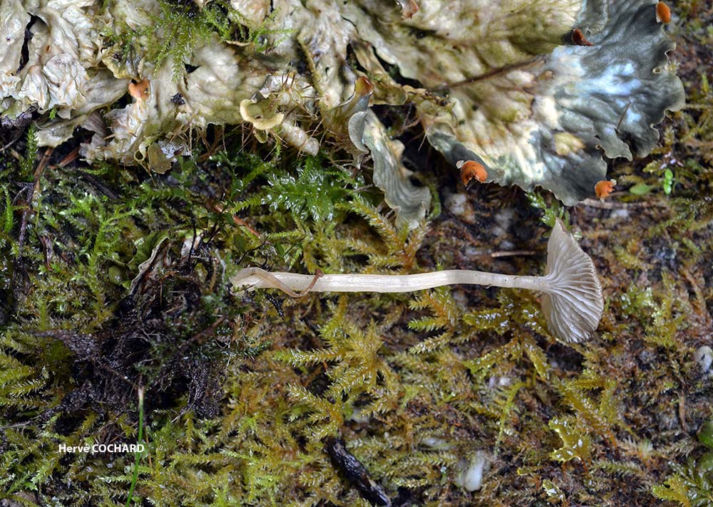 Gamundia_striatula__Auvergne_5.jpg