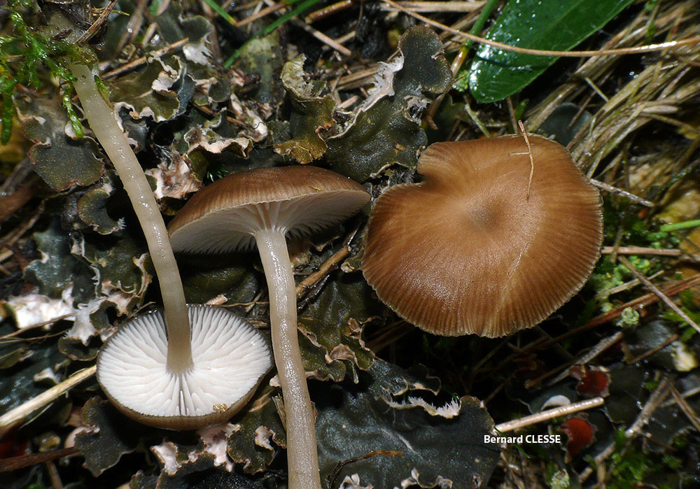 Gamundia_striatula_Rocroi_BC_S3.jpg
