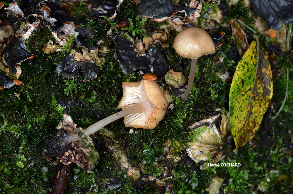 Gamundia_striatula__Auvergne_1.jpg