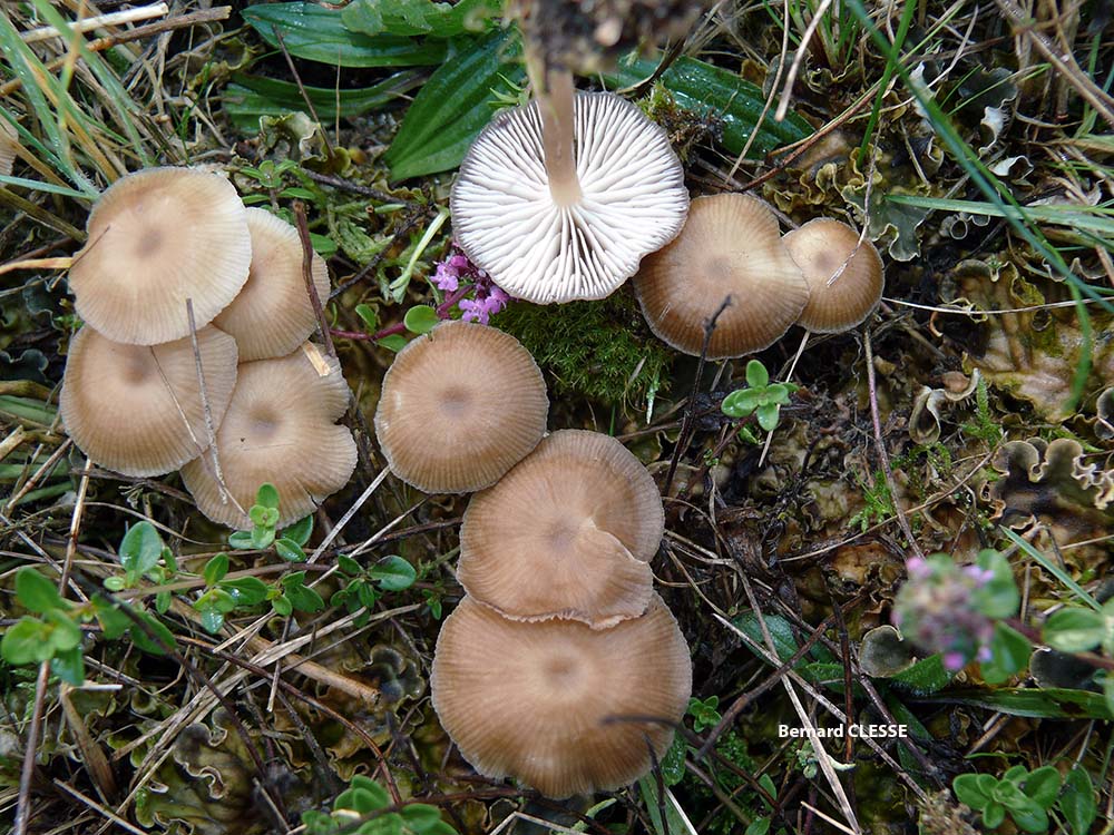 Gamundia_striatula_Rocroi_BC_S2.jpg