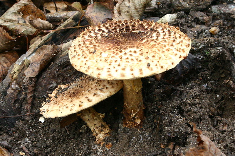 800px-Echinoderma_asperum20061022wa.jpg