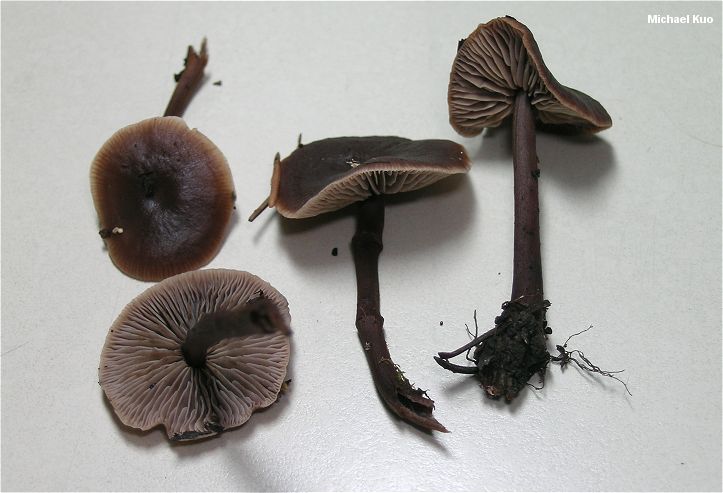 gymnopus_alkalivirens_03.jpg