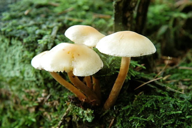 Gymnopus_dryophilus_-_Lindsey.jpg