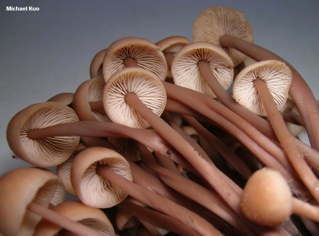 connopus_acervatus_03.jpg