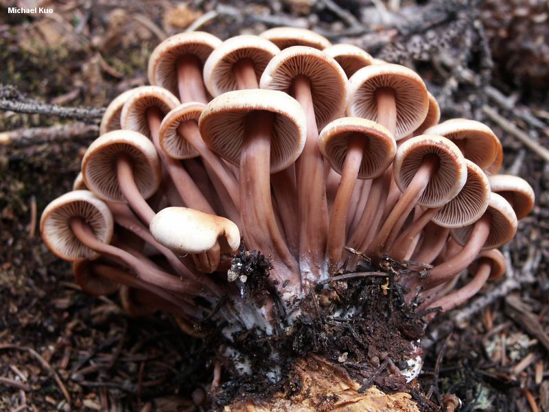 connopus_acervatus_02.jpg