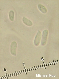 connopus_acervatus_05_thumb.jpg