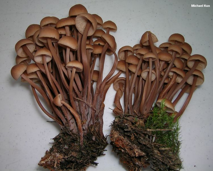 connopus_acervatus_01.jpg