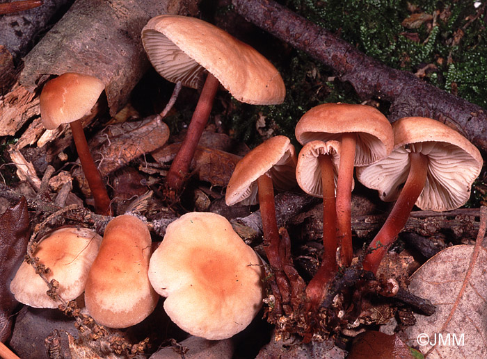 Gymnopus erythropus 2.jpg
