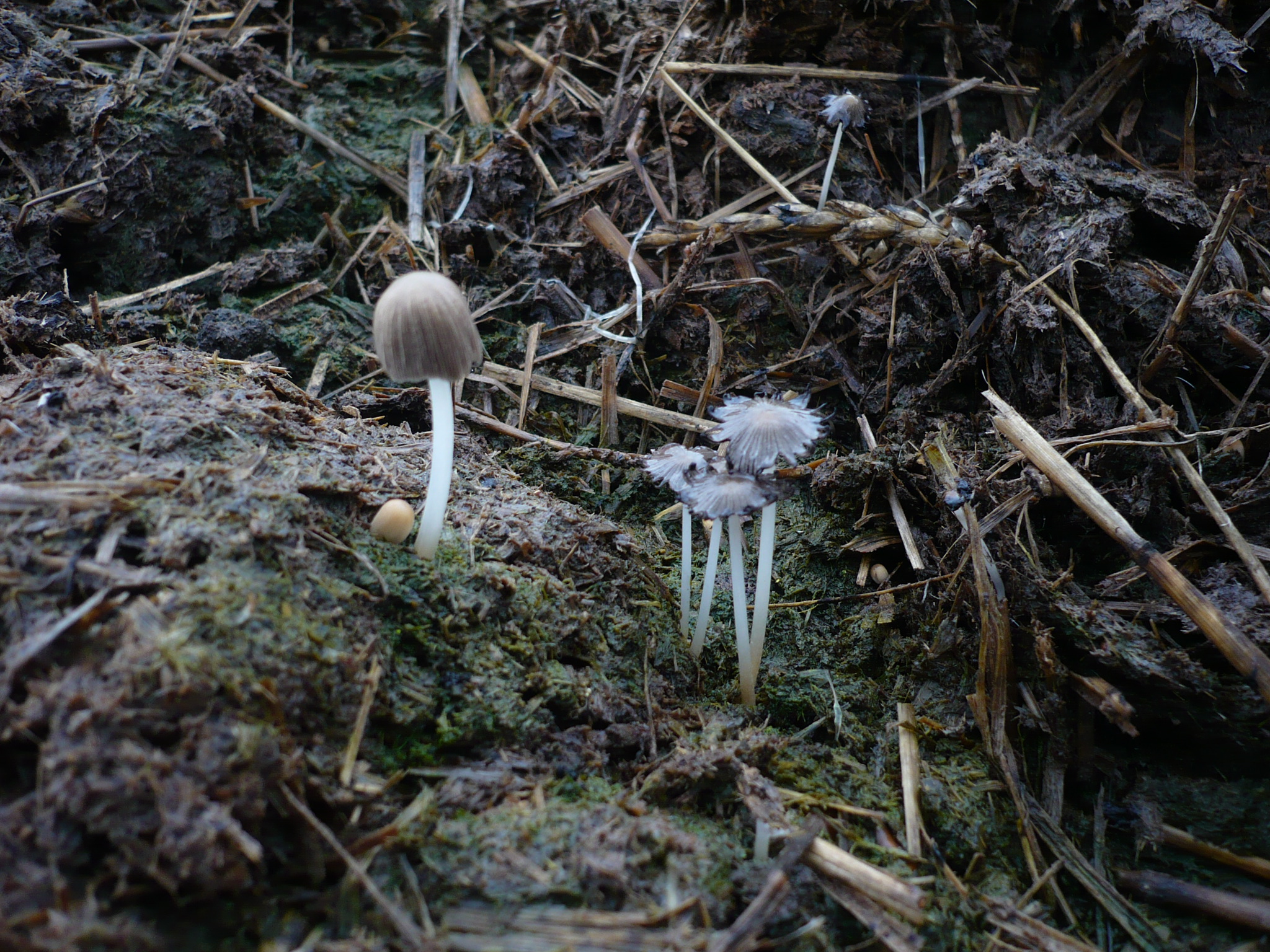 Coprinellus_bisporus.jpg