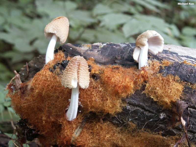 coprinus_domesticus_01big.jpg
