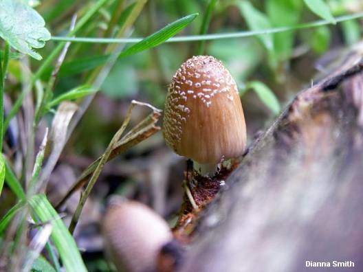 dsmith_coprinus_domesticus_01.jpg