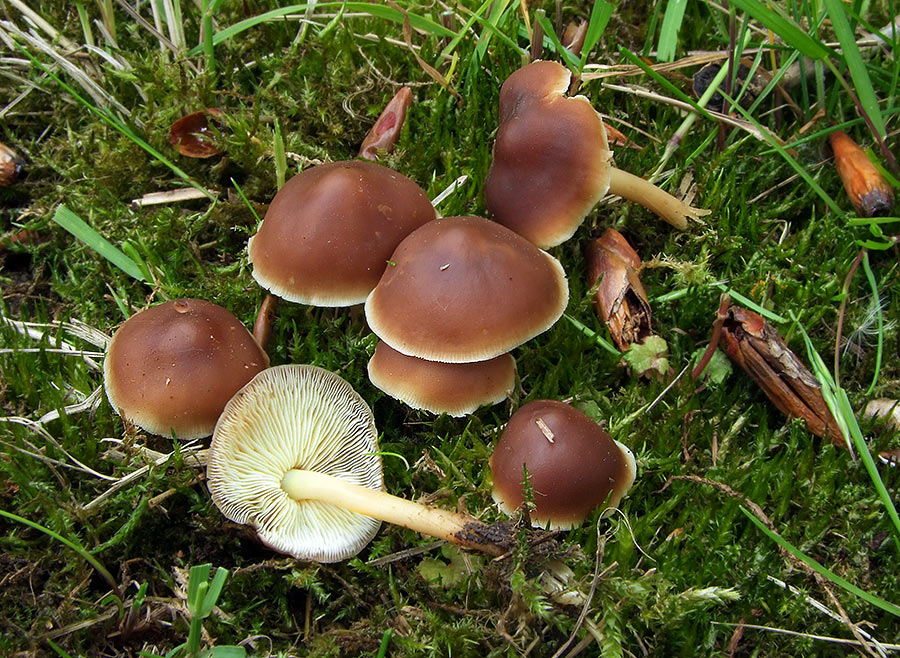 G.ocior.jpg