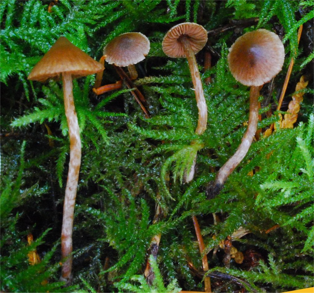 Cortinarius acutus 21935-4.jpg