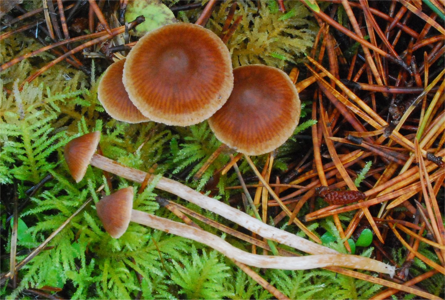 Cortinarius acutus 24608-0.jpg