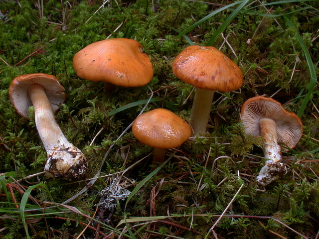 Cortinarius_allutus g.jpg