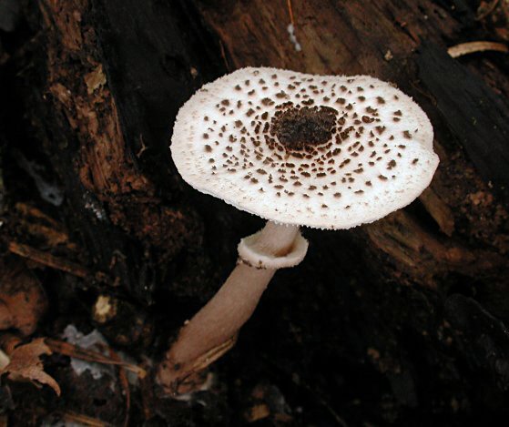nakaguro050911.jpg