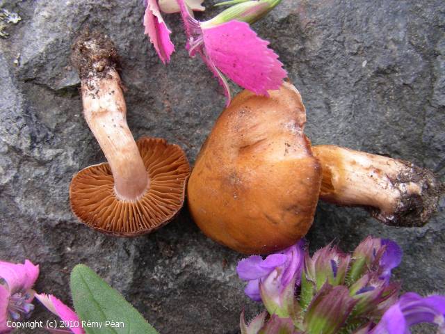 Cortinarius_alpicola_2010_rp_1.jpg