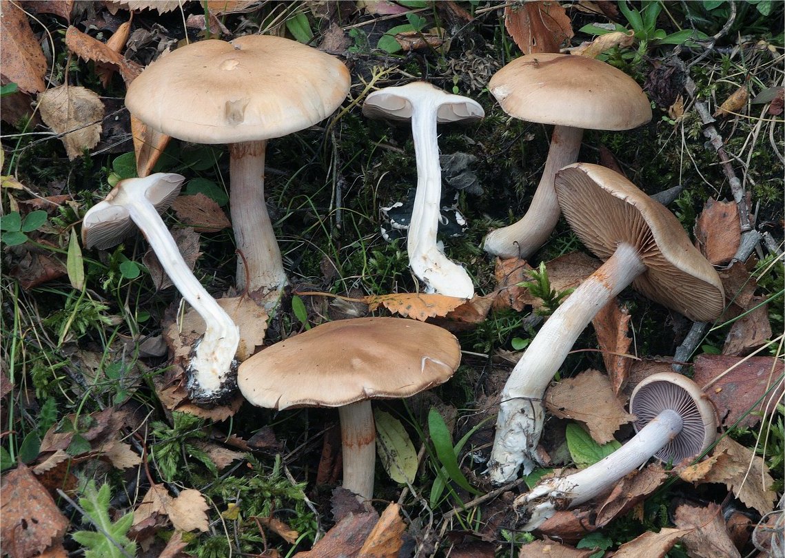 Cortinarius anomalus.jpg