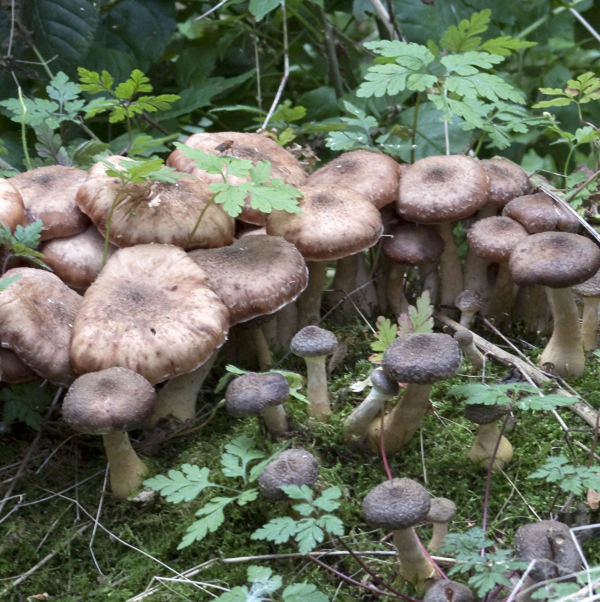 Fungi_2_28397480617229_1402638182_web.jpg