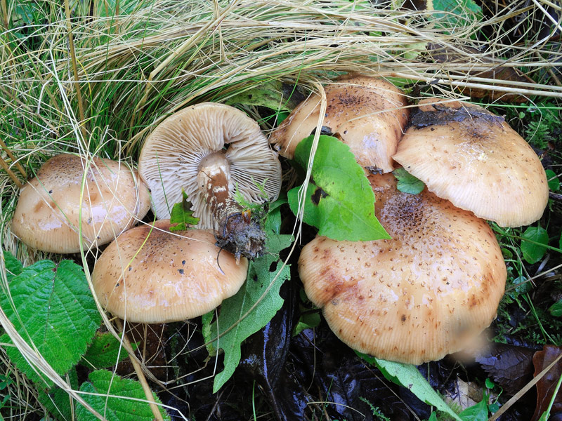 DSCN2339-0.jpg