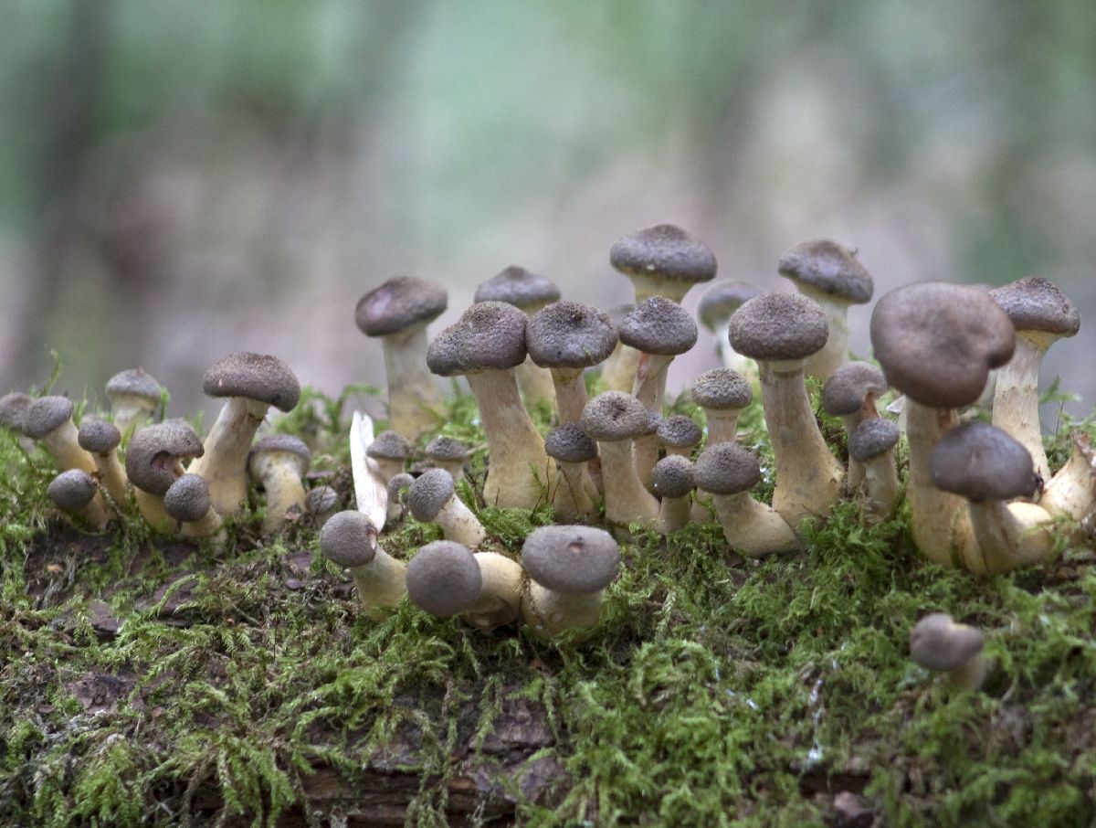 Fungi_1_28397403752529_1402638184_web.jpg