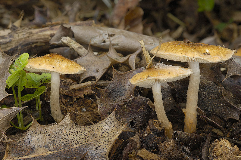 0__DSC0269 Lepiota boudieri.jpg