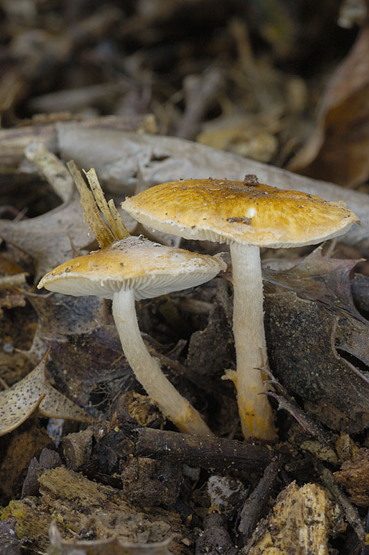 1__DSC0275 Lepiota boudieri.jpg