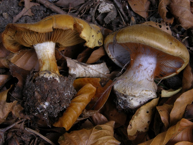 jcs-cortinarius-anserinus-40630.jpg