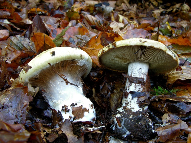 jcs-cortinarius-anserinus-21816.jpg