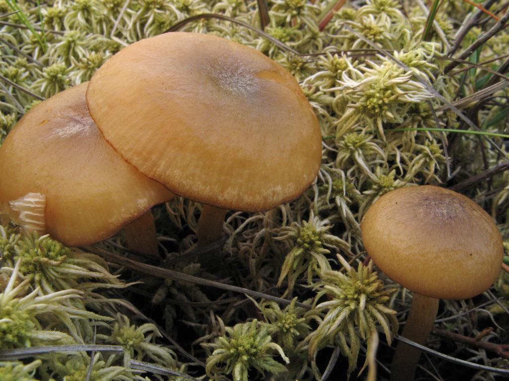 cf1c1-Armillaria.ectypa_Filippova_-0325_basidioma_05.jpg