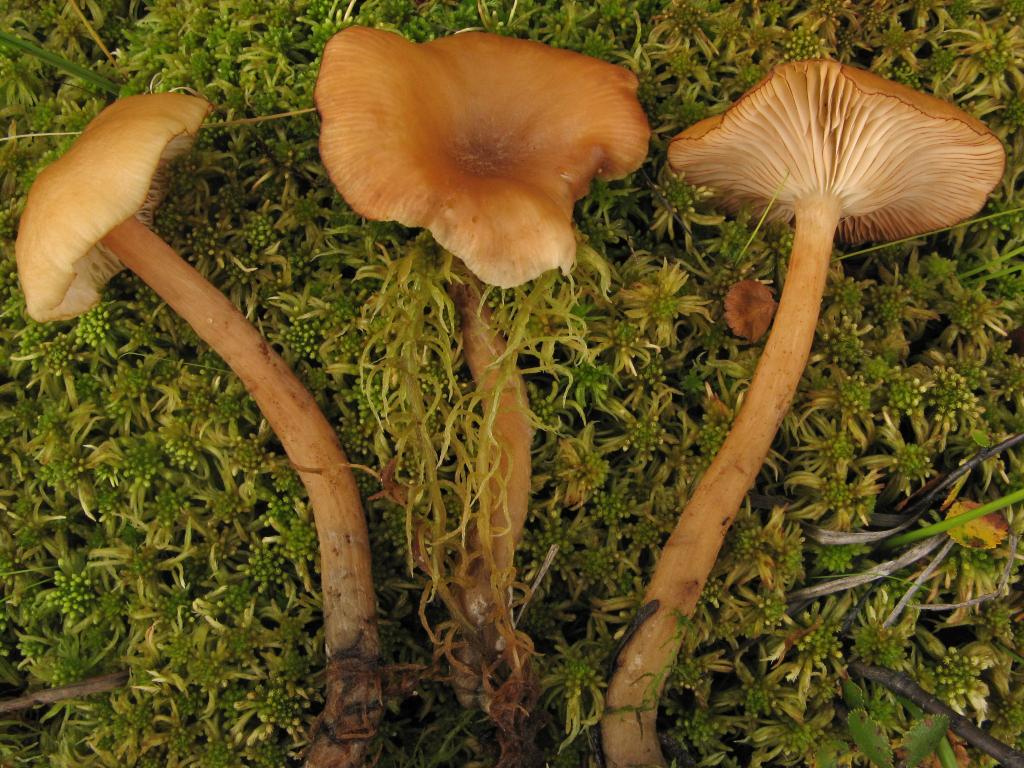 46273-Armillaria.ectypa_Filippova_-0325_basidioma_04.jpg