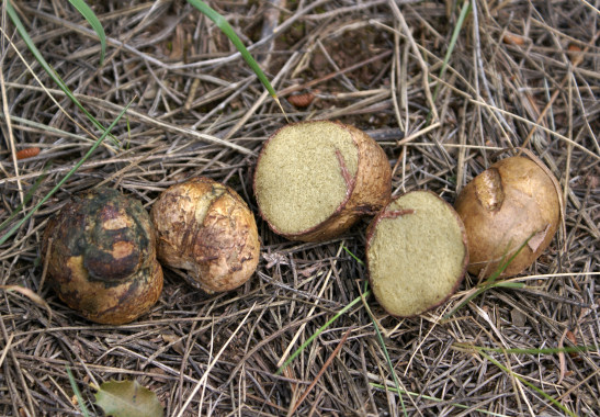 Rhizopogon.jpg