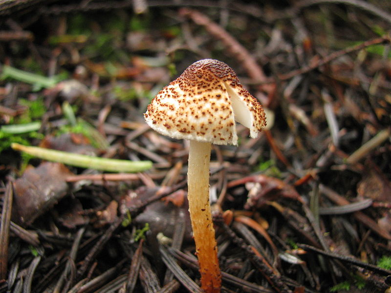800px-Lepiota_castanea_70848.jpg