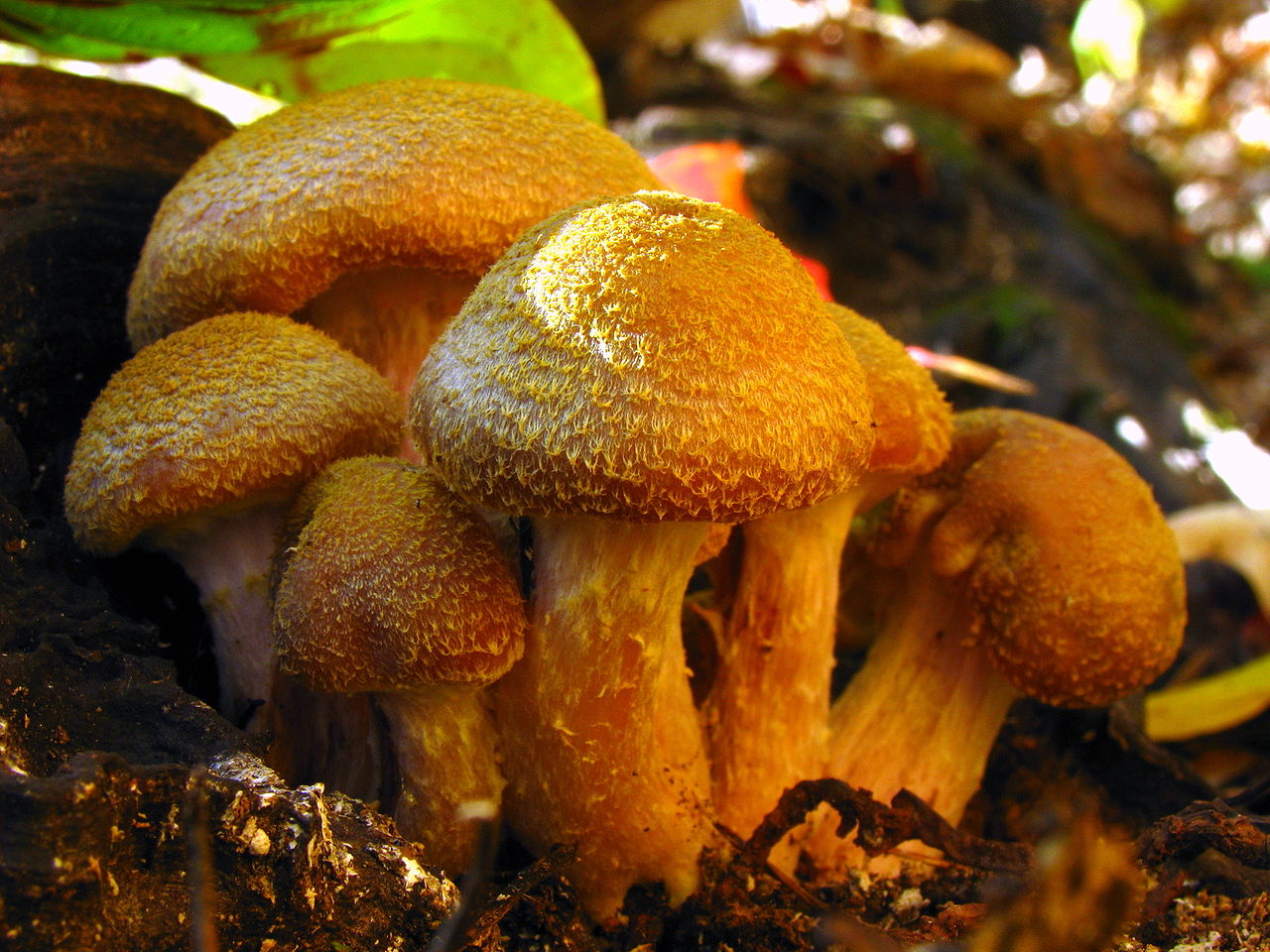 1280px-Armillaria_gallica_26659.jpg