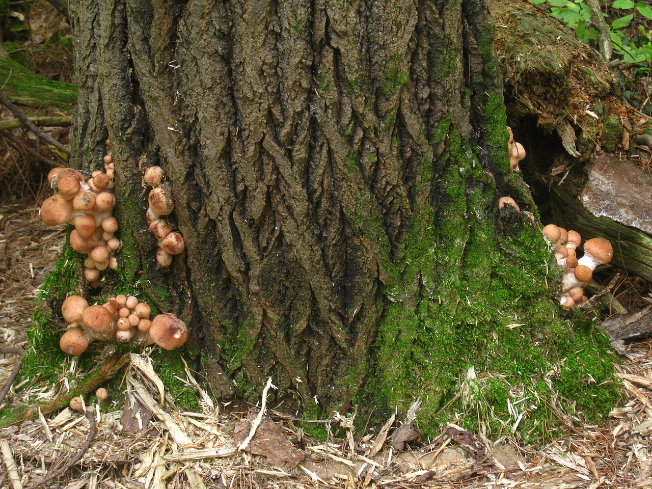 1280px-Armillaria_gallica_57632.jpg