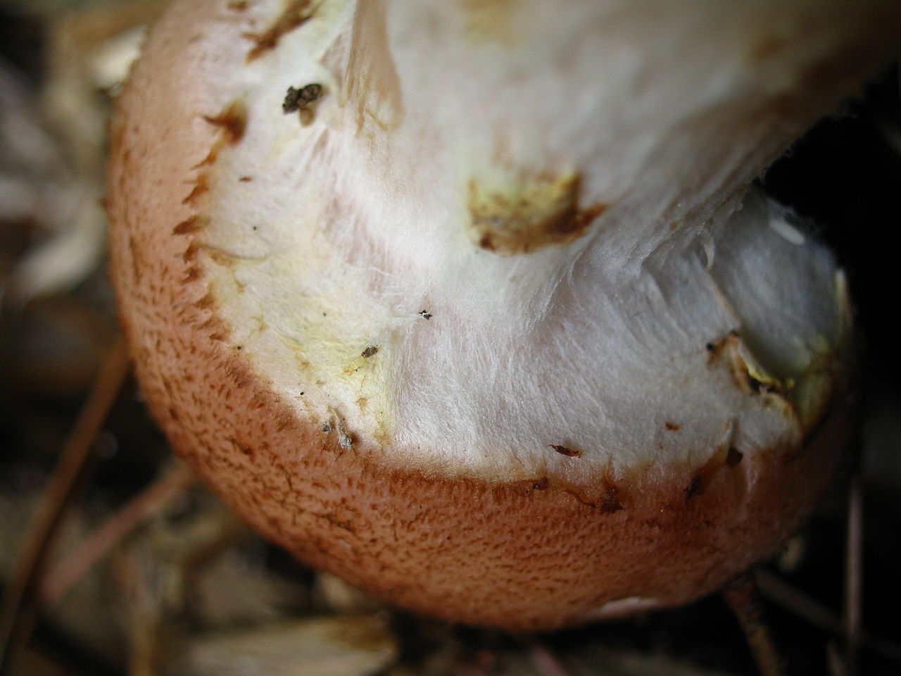 1280px-Armillaria_gallica_57634.jpg