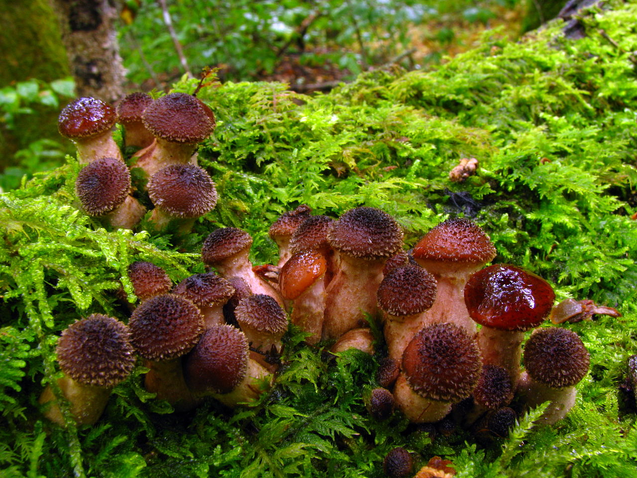1280px-Armillaria_gallica_27834.jpg