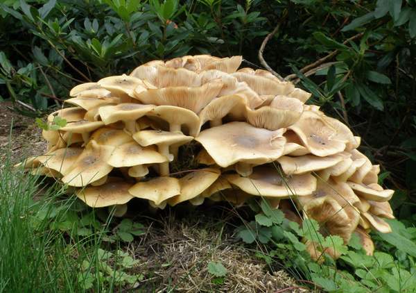 armillaria-mellea8.jpg
