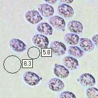armillaria-mellea-sp1.jpg