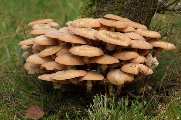 armillaria-mellea9.jpg