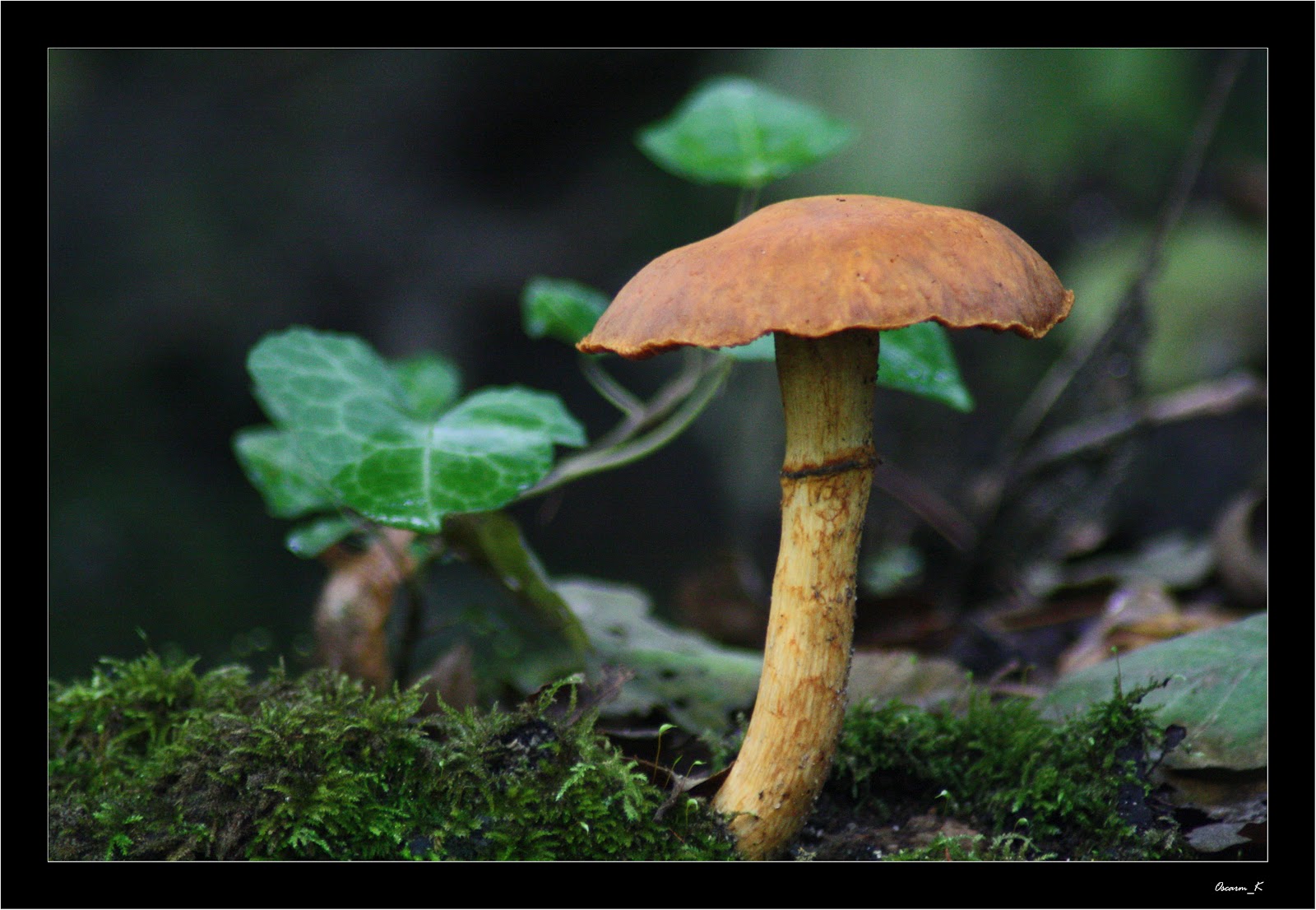 Cortinarius Armillatus I.jpg