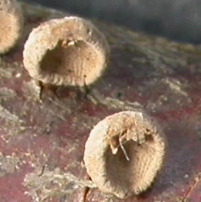 Poro pendulus pores.jpg