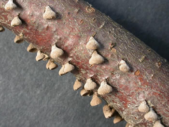 Poro pendulus twig habit top.jpg
