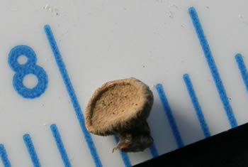 Poro pendulus with ruler.jpg
