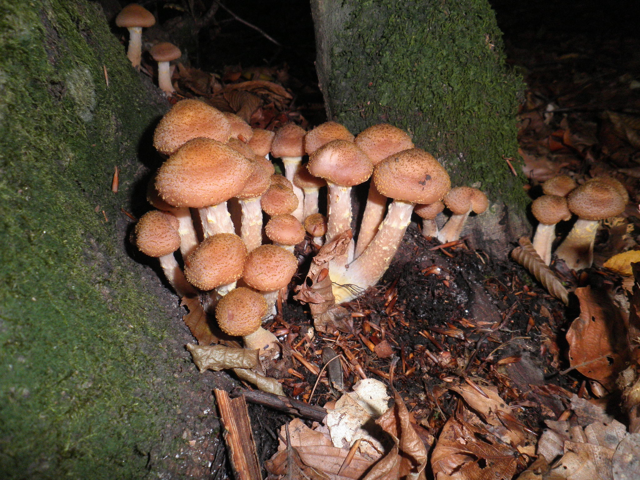 Armillaria_obscura.jpg