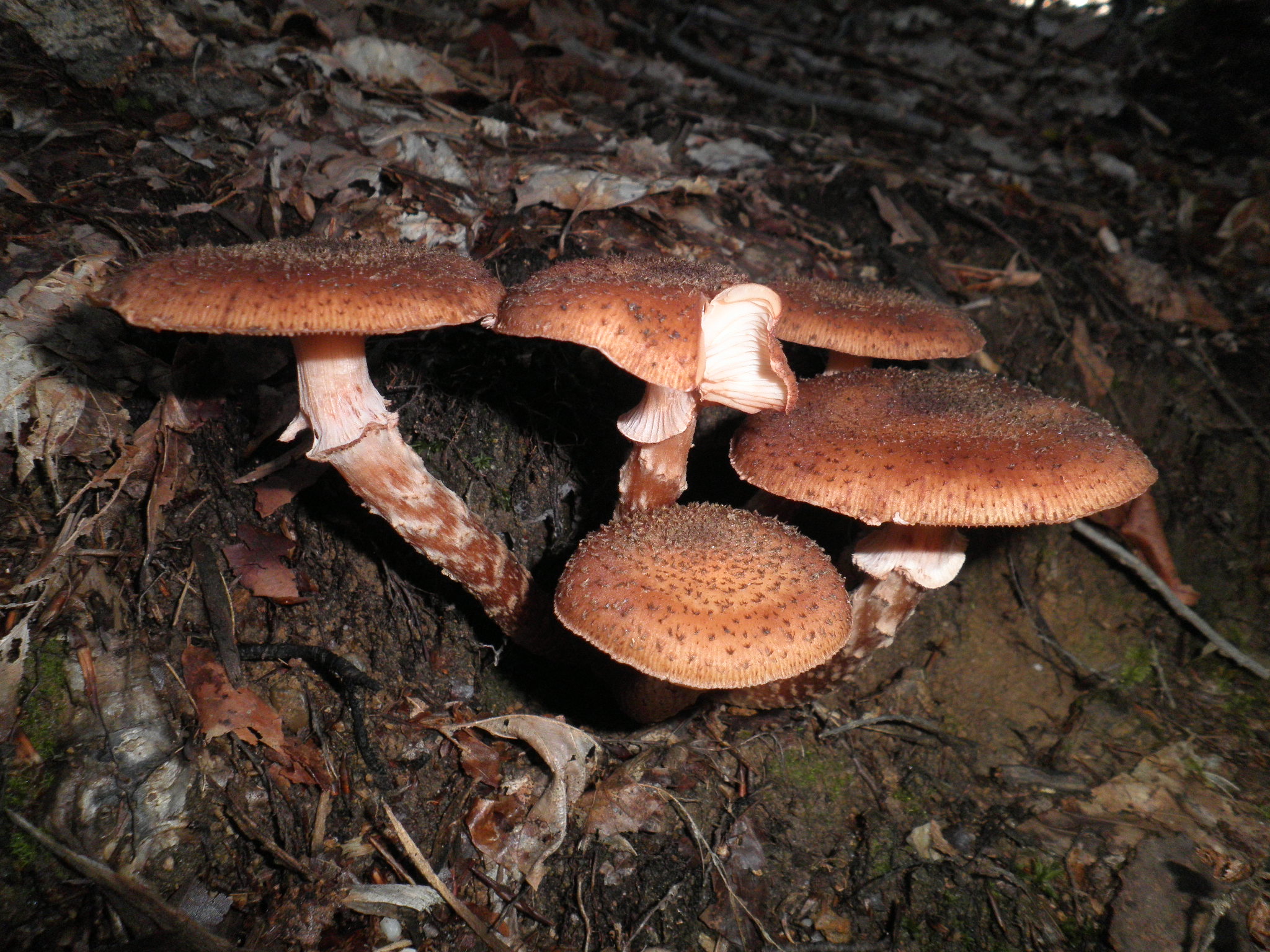 Armillaria_obscura__1.jpg