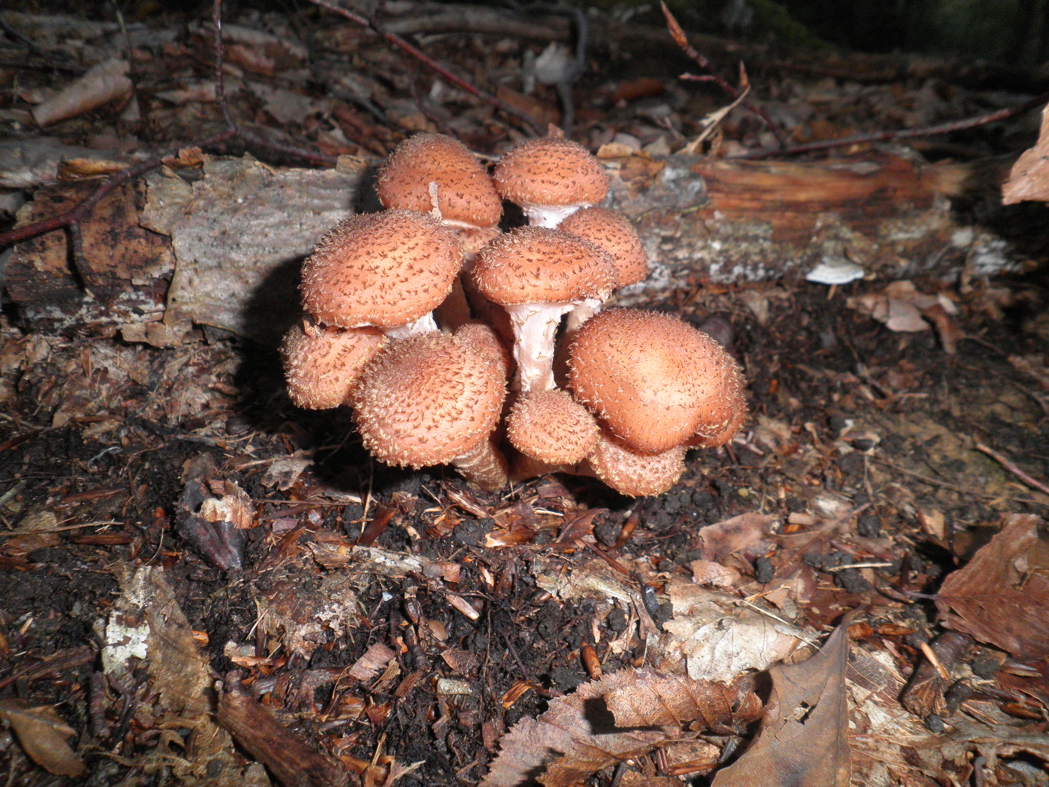 Armillaria_obscura__2.jpg