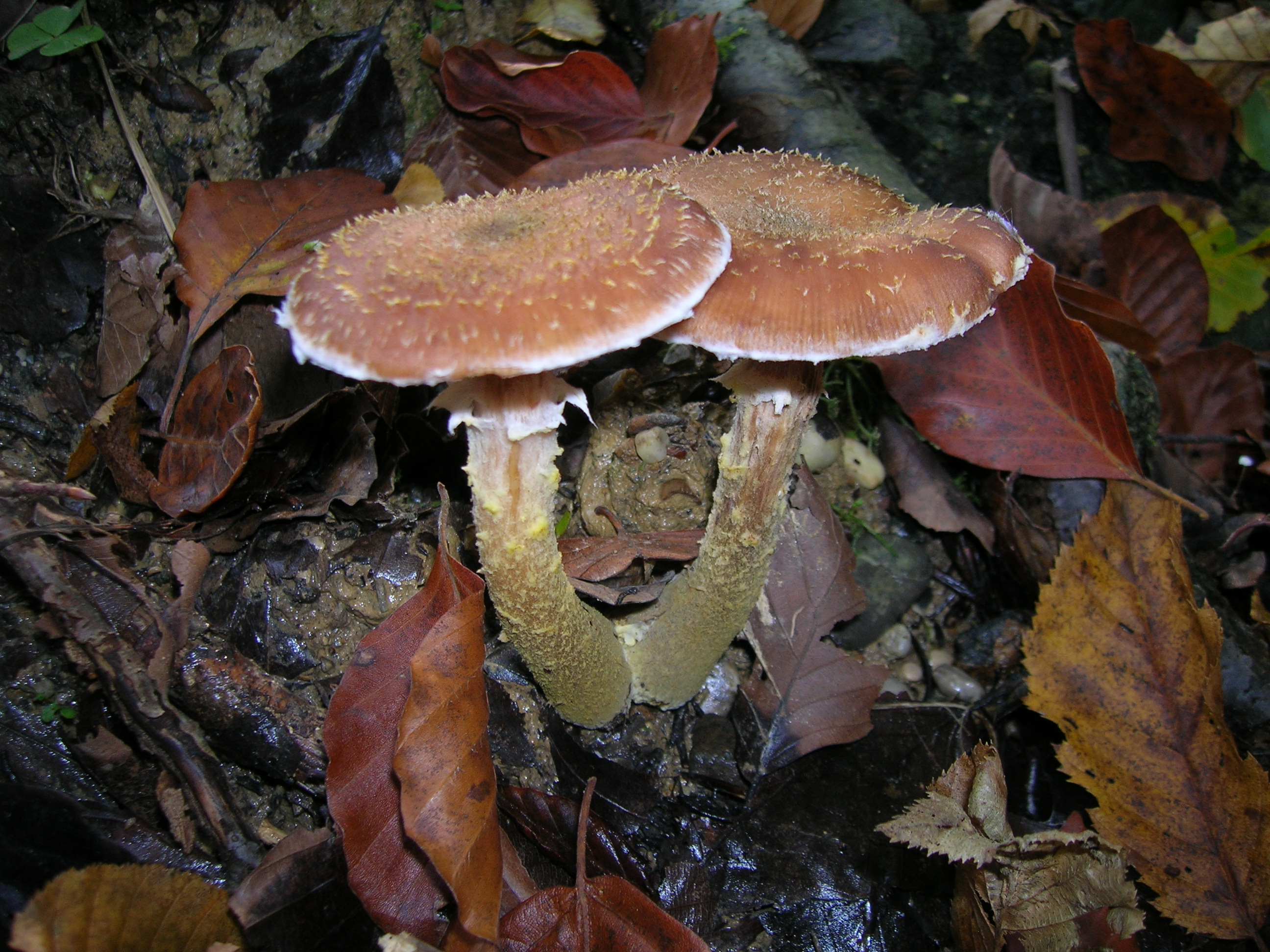 Armillaria_obscura__3.jpg
