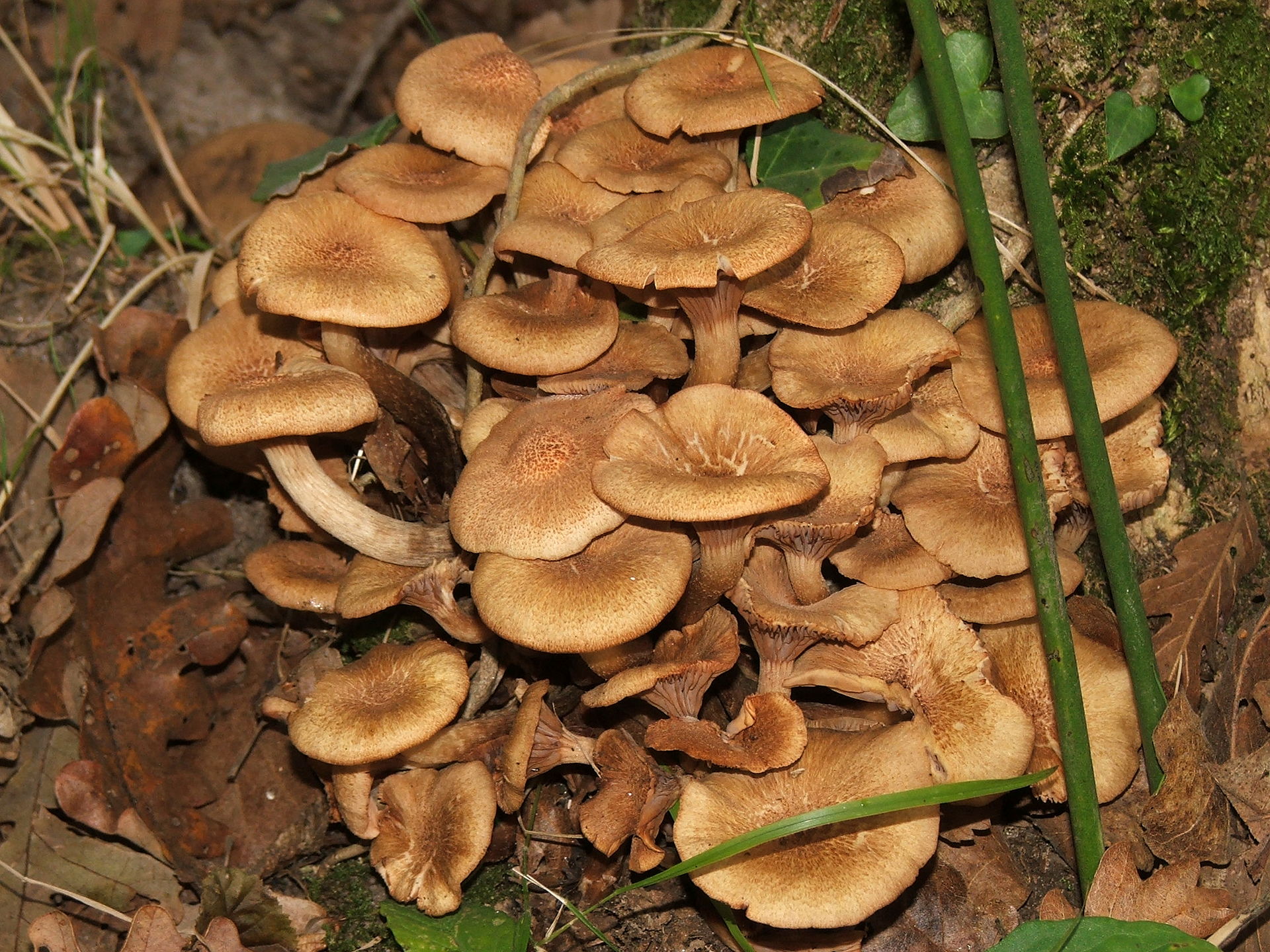 Armillaria_tabescens.JPG
